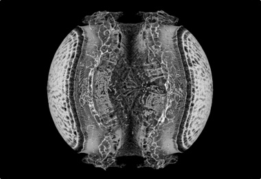 Andy Lomas - Chemotaxis3D9 0002 0694 0950 (2023)