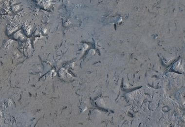 Ardern Hulme-Beaman - Transitions - Prehistoric Crane Feet (2023)