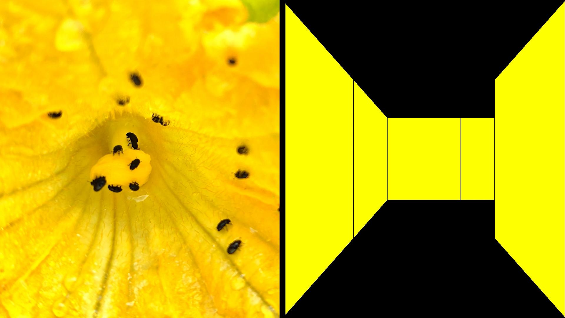 Genetic Moo — Nicola Schauerman and Tim Pickup