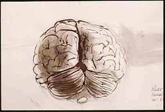 Human brain, pen and ink wash